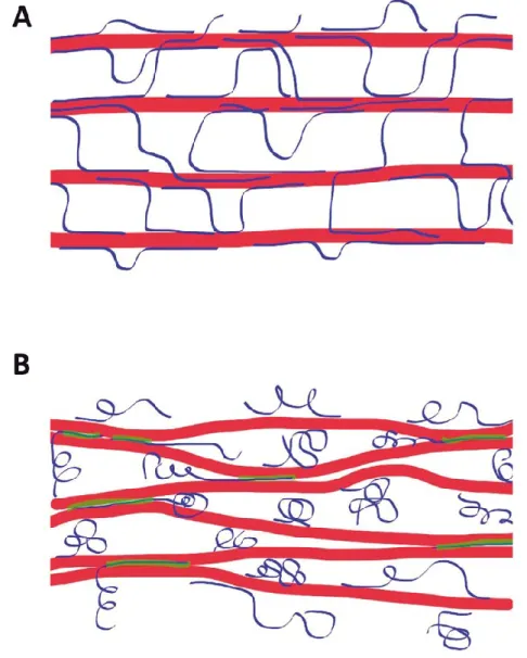 Figure 1 | Two presently used models for primary cell wall structure [13]. A)  The tethered network model; B) The biomechanical hotspot model