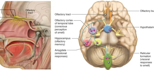 Figure 4. On the left olfactory nerve 
