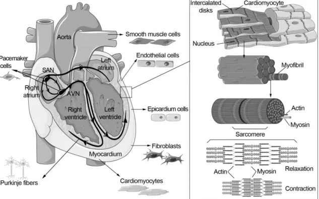 Figure  1.  Structure  and  cell  types  of  the  human  heart.  Cardiac  muscle  is  composed  of  CMs,  which are composed of myofibrils that form the highly organized alignment of sarcomeres