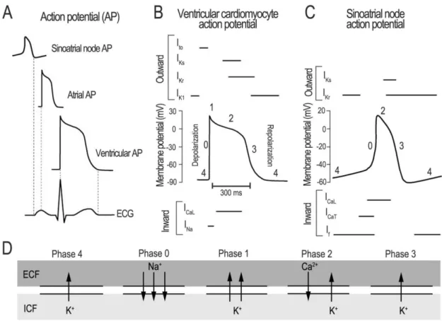 Figure 2. Cardiac APs and electrical activity. A) APs of CMs from different cardiac regions and  their  correspondence  to  the  clinical  electrocardiograph  (ECG)