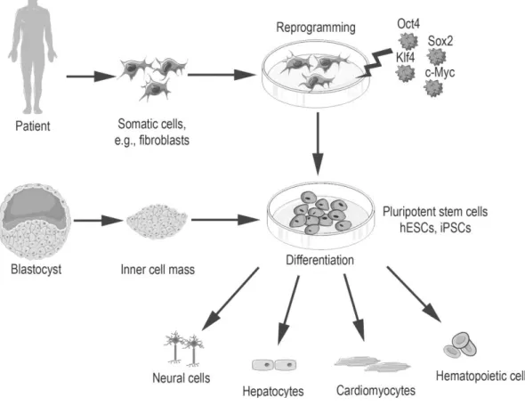 Figure  7.  Production  of  hESCs  from  the  inner  cell mass  of  the  early  stage  embryo  blastocyst  and of iPSCs from the patient’s somatic cells using reprogramming factors