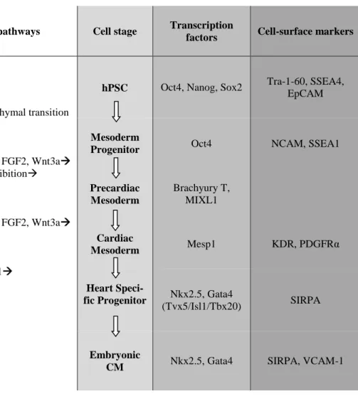 Table  1. Simplified model shows the differentiation of hPSCs toward the CM lineage and the  transcription  factors  and  cell-surface  markers  identified  in  this  process