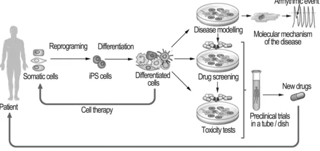 Figure 12. Potential use of iPSC-derived CMs. Figure modified from (Bellin et al., 2012)