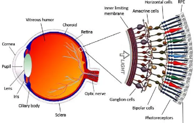 Figure 2.1 Schematic diagram of the human eye and retina