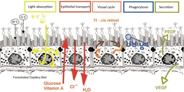 Figure 2.2 Functions of RPE