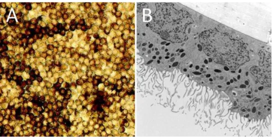 Figure 2.4 Microscope images of human fetal RPE cells