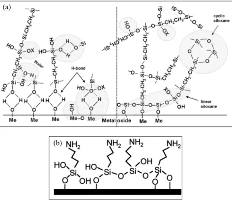 Figure 4. Silane on metal substrates, (a) left side: silane bonding immediately after treatment  with hydrogen-bonded interface, right side: silane bonding after condensation with  covalent-bonded interface [24], (b) cured 3-aminopropyltriethoxysilane (APS