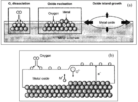 Figure 9. Oxidation stages of metal surfaces, (a) dissociation and adsorption of O 2  onto metal  surface, oxide nucleation, and oxide island growth, (b) growth of three-dimensional oxide layer  [48]