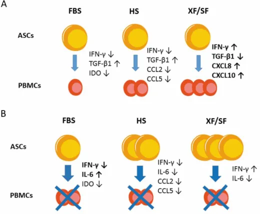 Figure 31. Schematic illustration of the immunogenic properties of ASCs and signaling protein secretion  under  different  culture  conditions