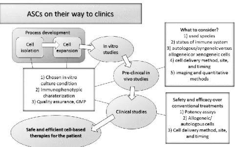 Figure 32. Required steps during clinical transition of ASCs. 