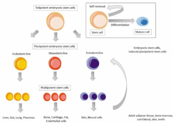 Figure 1. Hierarchy of stem cells and their basic properties: The ability to self-renew and to differentiate  into specialized cell types