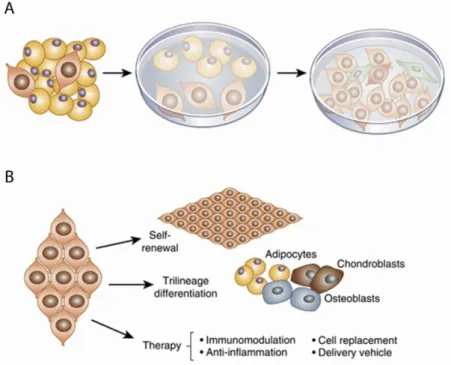 Figure  2.  Isolation,  characterization,  and  therapeutic  use  of  adipose  stem  cells
