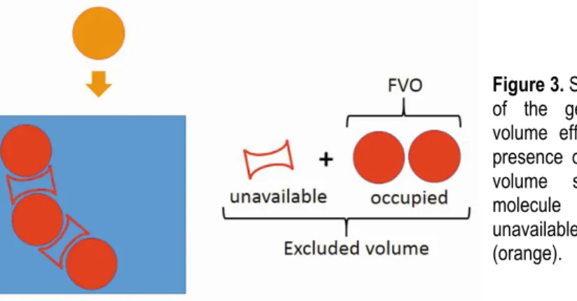 Figure 3. Schematic representation  of  the  generation  of  excluded  volume  effect  (EVE)  through  the  presence  of  macromolecules