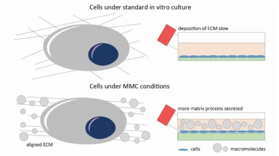 Figure 4. Schematic illustration of cell-matrix interactions and ECM secretions under standard in vitro  culture compared with MMC conditions