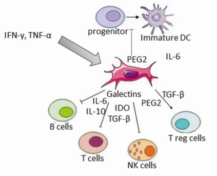 Figure 5. Schematic representation of the interactions between MSCs and immune cells. After INF-γ  and/or  TNF-α  activation,  MSCs  secrete  soluble  mediators  such  as  prostaglandin  E2  (PGE2),  indoleamine 2,3-dioxygenase (IDO), interleukin (IL) -6, 