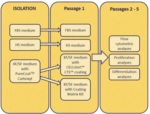 Figure 7. Work flow of the isolation and performed analyses of ASCs in study I and II under different  culture conditions
