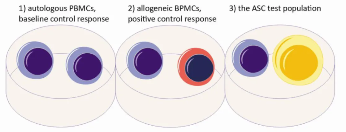 Figure 9. Schematic illustration of one-way MLR assay. Autologous PBMCs (blue) represent a baseline  control  response,  allogeneic  BPMCs  (red)  a  positive  control  response  and  ASCs  (yellow)  a  test  population in one-way MLR assay