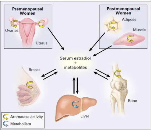 Figure 2: Effects of whole-body and locally synthesized estrogen on multiple organs.