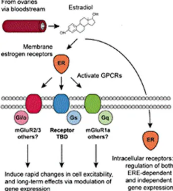 Figure 3: Classical and non-classical mechanisms of estrogen action. In the classical pathway, estrogen regulates gene transcription via the nuclear ERs by tethering to EREs, initiating transcription