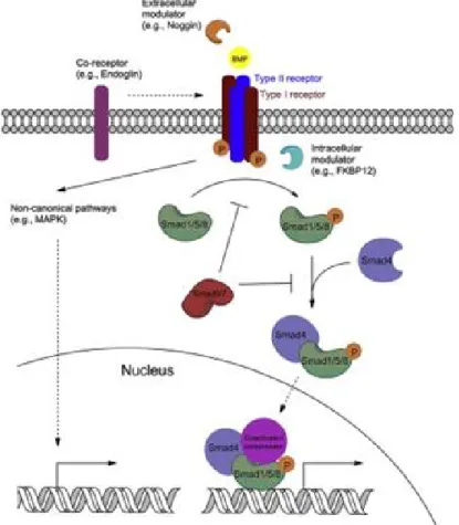 Figure 4:  BMP signaling via the canonical, SMAD-dependent pathway or non-canonical pathways.