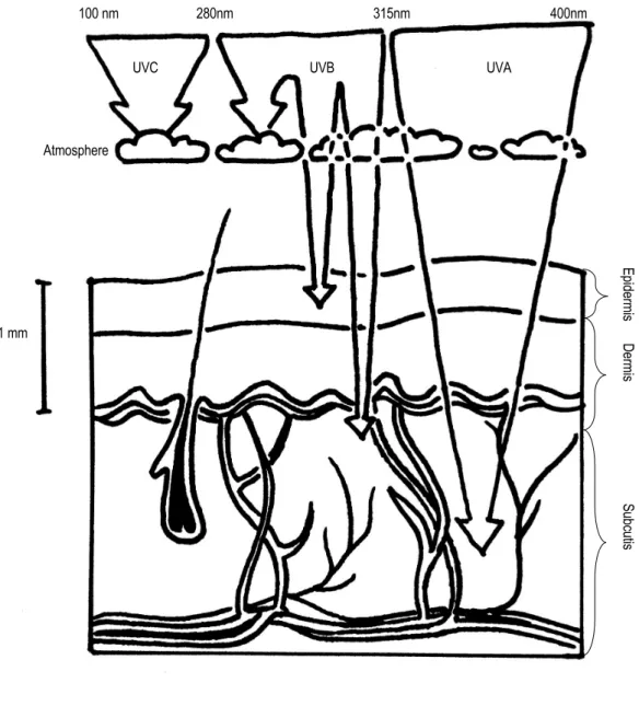 Figure 2.   Solar UV radiation penetration depth in the skin 