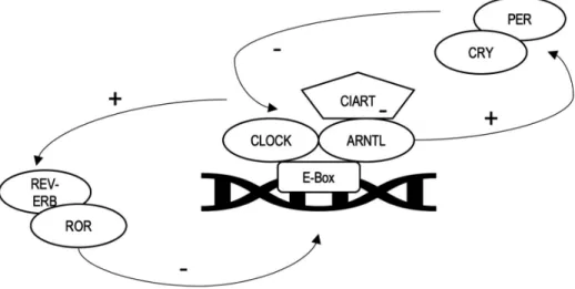 Figure 4.   Core circadian clock proteins and feedback loops 
