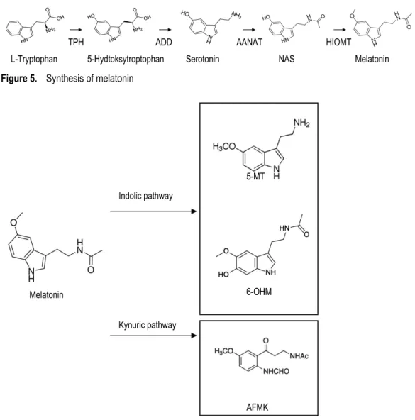 Figure 5.   Synthesis of melatonin 
