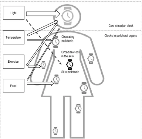 Figure 7.   Clock entrainment 