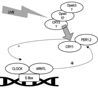 Figure 8.   Opsins and CRY2 as photoreceptors 