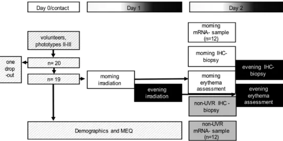 Figure 10.   Study protocol in Studies I and II 