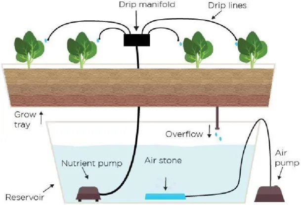 Figure 6. Drip System (Hydroponic Drip System Explained, 2019) 