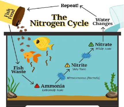 Figure 7. Nitrogen Cycle (Living Art Aquatics, 2020)  4.2.1  Mechanical Filter 