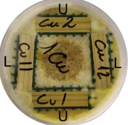 Figure 1: Configuration of sapwood specimens in the petri dish over the colony of C. puteana