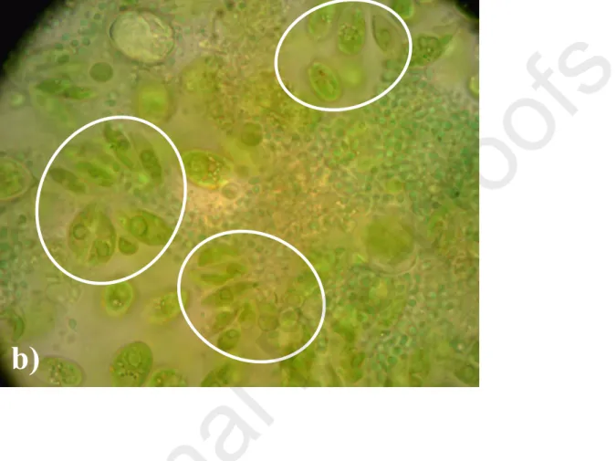 Figure 6: Percent removal of dissolved organic carbon (DOC), total dissolved nitrogen (TDN), and  dissolved phosphate (PO 4 3- ) from DWW during phase I