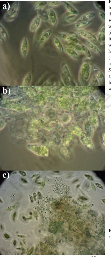 Figure  9:  Phase  II  microscope  images  from the 10% BD treatments, taken after  the  experiment;  a)  SQ10,   commercially-sourced Scenedesmus quadricauda (100x,  with  contrast),  b)  MA10,  eukaryotes  (including  Scenedesmus  spp.)  sourced  from  t