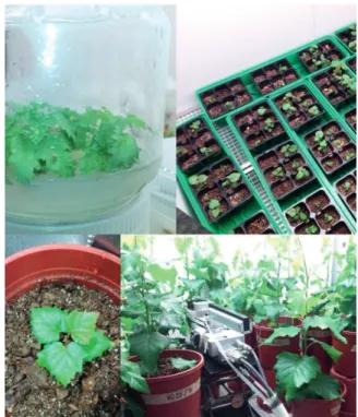 Figure 5. Photographs from the first growth chamber experiment (II), from  top left to bottom right: Plants maintained  in vitro  prior to planting, plants  in seed flats in pregrowth prior to selection for actual experiment, a small  plantlet planted to a