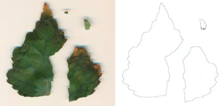 Figure 9. Example scan of a dry, cracked leaf and automatic border  discovery for leaf area calculation