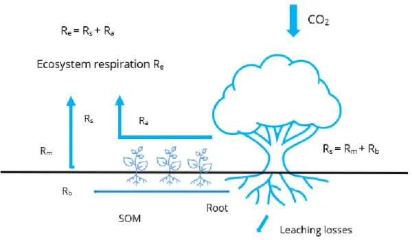 Figure 1 Schematic diagram of ecosystem carbon processes. Plants take up CO 2 , which is then further  used by the microbial community in decomposition and released back into the atmosphere via soil  respiration