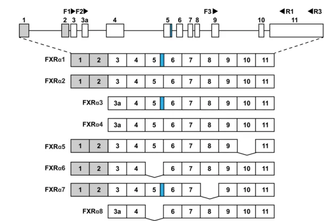 Fig.  1.  Human  FXR  gene  and  mRNA  transcripts  of  FXRα1–8.  The  FXR gene  is  located  in  701 