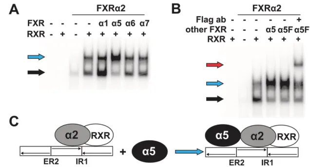 Fig. 5. FXRα5 displays dominant negative activity by interacting with functional heterodimer