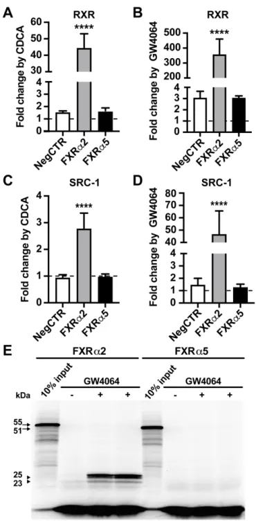 Fig. 7. FXRα5 displays impaired ligand-dependent protein interactions and ligand binding