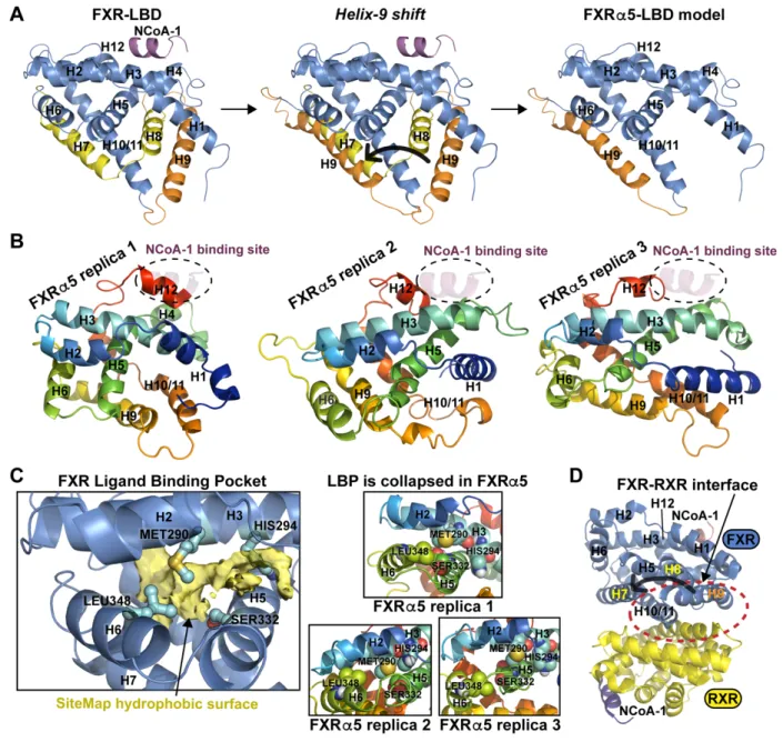 Fig. 8. Structural model of FXRα5 provides a putative explanation for its biological behavior