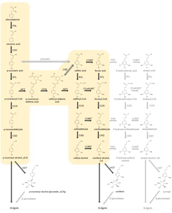 Figure  1.  Monolignol  biosynthesis  pathway  and  monolignol  glycosylation.  The  possible  reactions  of  enzymes recognized so far