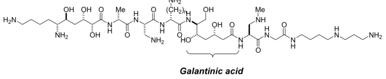 Figure 11. Galantin I. 