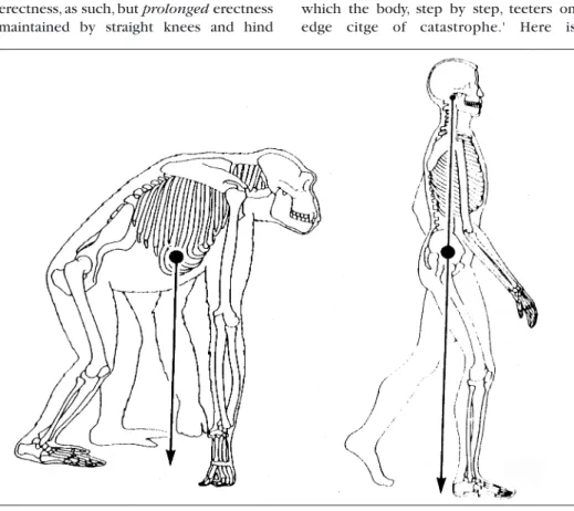 Fig. 1. The weight-line of an anthropoid ape in the oblique quadrupedal position (left) talls between the forelimbs and hind-limbs
