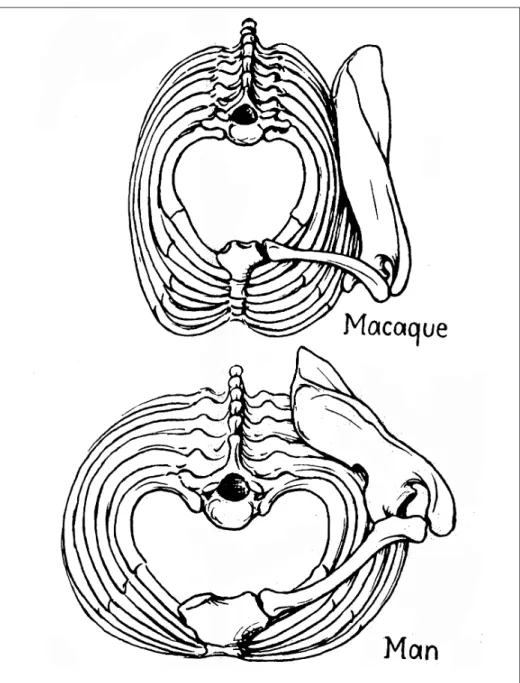 Fig. 3. Thoracic shape, seen from above, in a monkey (macaque) and a man. In the human subject the spinal column projects into the thoracic cavity and the sternum is relatively much nearer the spine than in the barrel-shaped chest of monkeys and apes (afte
