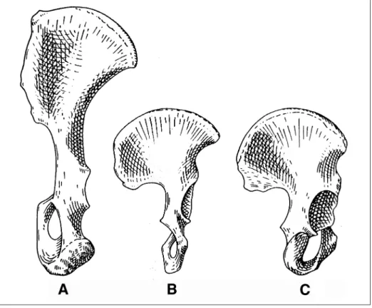 Fig. 7. Ossa coxace (innominate bones) of chimpanzee (A), Australopithecus africanus (B) and mo- mo-dern man (C)