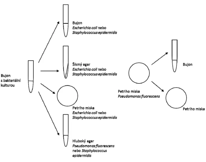 Obrázek 2. Schéma přenosu mikroorganismů mezi jednotlivými typy médií. 