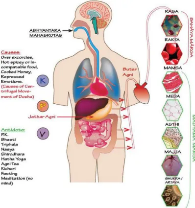 Figure No. 1. Tissues cycle illustration used in classes. Source: school´s online resources