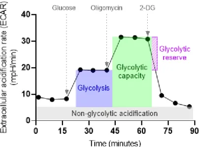 Fig.  5.  Schematic  plot  of  Glyco  Stress  Test  experiment  for  assessment  of  fundamental parameters of glycolytic activity: glycolysis, maximal glycolytic capacity, and  glycolytic reserve. 